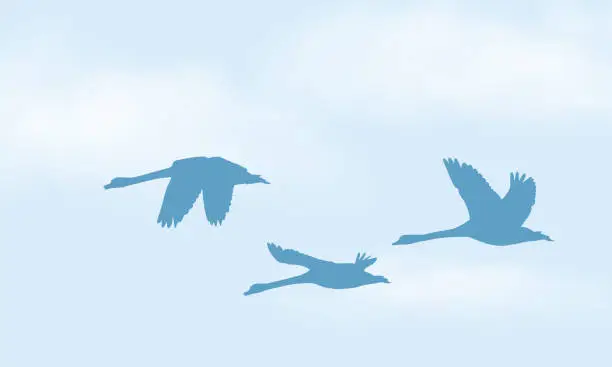 Vector illustration of Realistic illustration of blue sky with white clouds and space for text. Flying three swan - vector