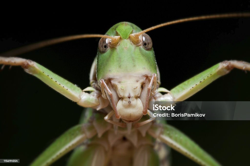 Gafanhoto isoladas no fundo preto, close-up - Royalty-free Animal Foto de stock