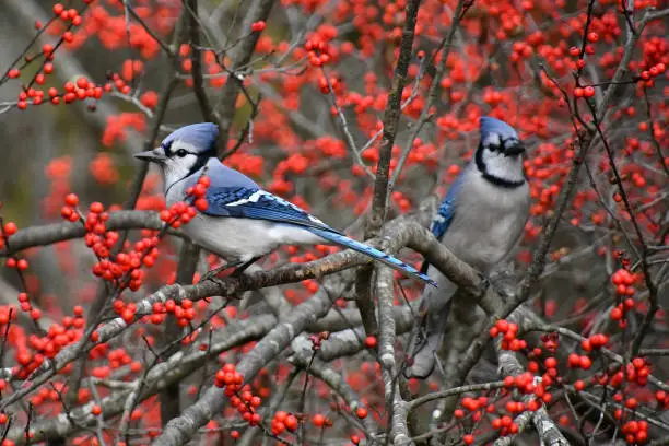 Photo of Blue jays in winterberry