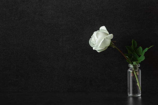 une rose blanche fraîche dans le vase en verre sur le fond noir. carte de condoléances. un endroit vide pour des textes émotionnels, sentimentaux, des devis ou des dictons. vue avant. rapprocher. - veuve photos et images de collection