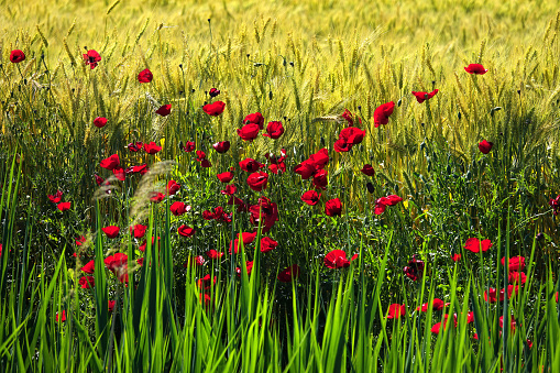 close up agricultural background image from shiny wheat field with poppy flowers in sunny day
