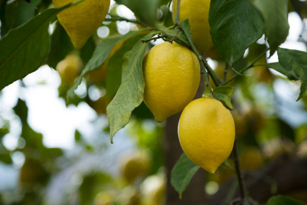 istock Lemons On The Branch 1156947260