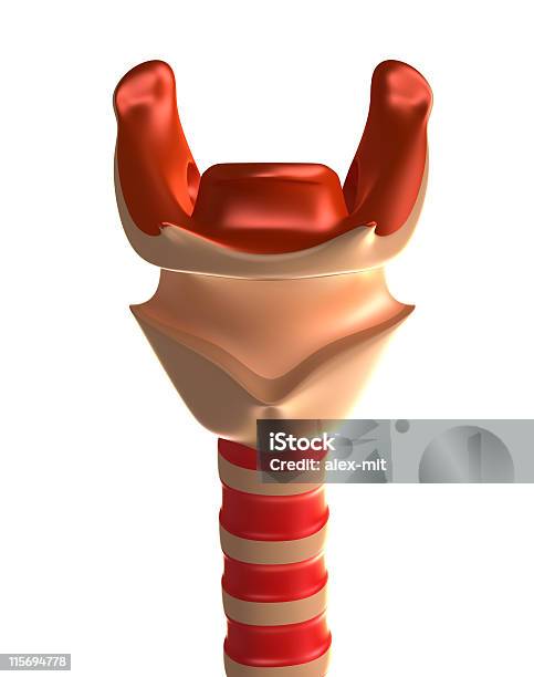Гортань Трахее — стоковые фотографии и другие картинки Cricoid Cartilage - Cricoid Cartilage, Анатомия, Белый