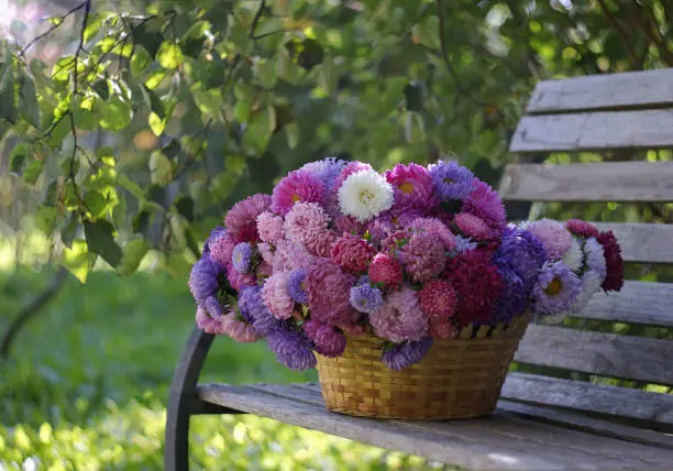 Large basket full of beautiful colorful china asters on a bench under the branches of trees in an autumn garden. Still life with flowers. Selective focus.