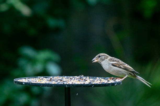 istock House sparrow (Passer domesticus) perched on a garden bird table 1156949234
