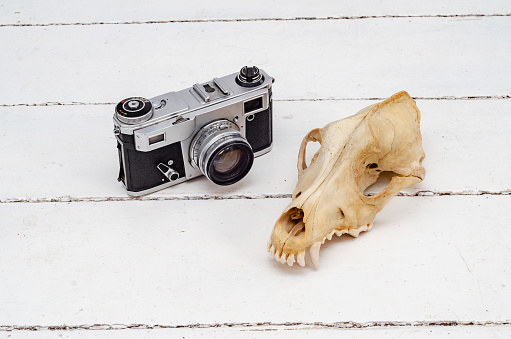 Old camera and skull of a wild fox.