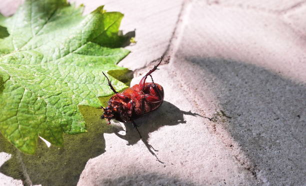 istock Beetle among the summer nature. 1156952181