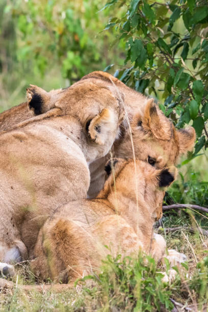 istock Lioness with cubs in the bush 1156952355