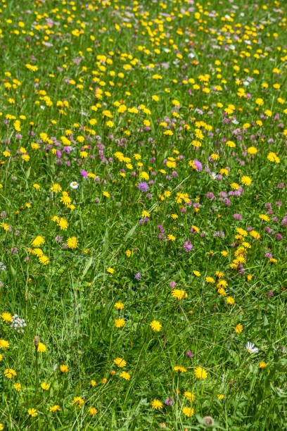 Flowering meadow with wild summer flowers