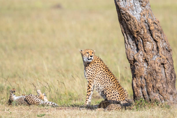 istock Cheetah with cubs sitting at a tree and watching 1156952653