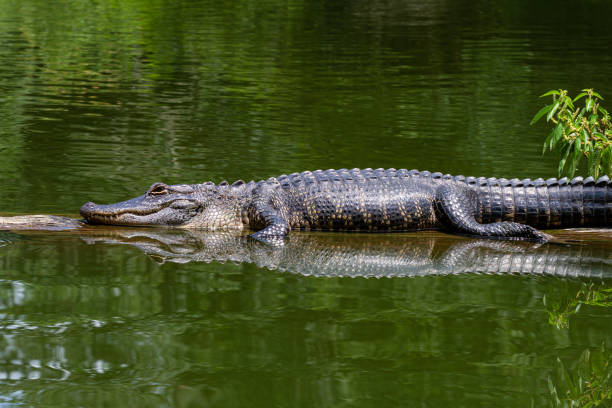 istock Alligator on a Log in the River 1156953539