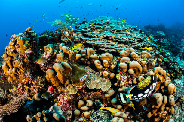 festival de la biodiversidad, arrecife entero en la foto ojo de pez, como una ciudad! raja ampat, indonesia - yellowback fusilier fotografías e imágenes de stock