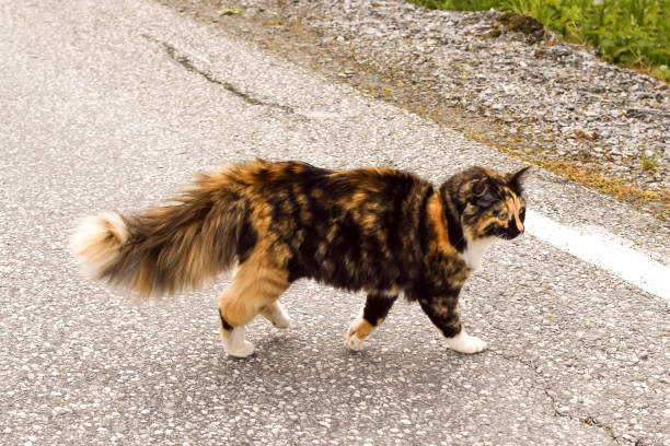 istock Tricolor cat with a fluffy tail walks on an asphalt road. 1156954182