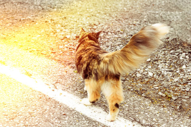 istock Tricolor cat with a fluffy tail walks on an asphalt road. 1156954184