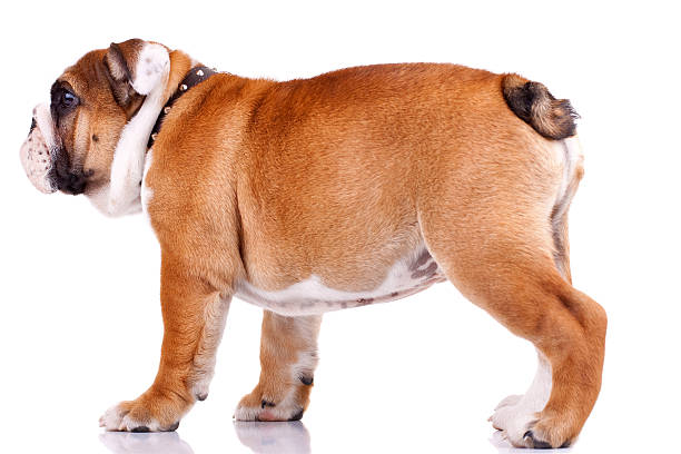 istock english bulldog standing and looking at something 115695480