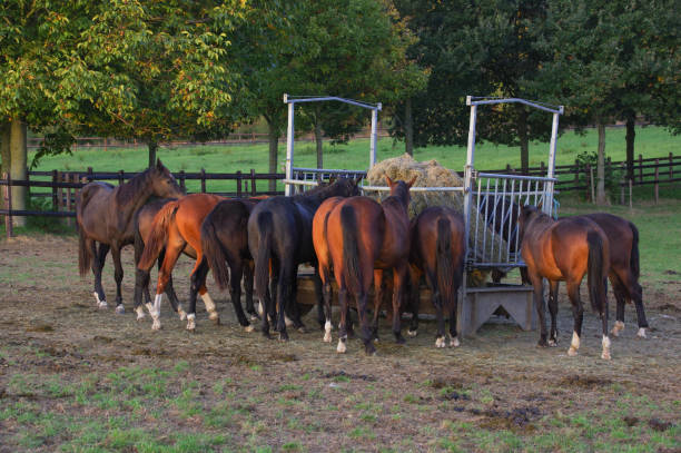 istock Eating scene with horses 1156955319
