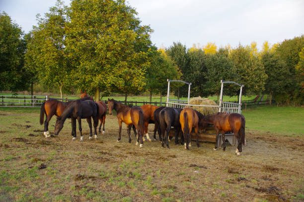 istock Eating scene with horses 1156955348
