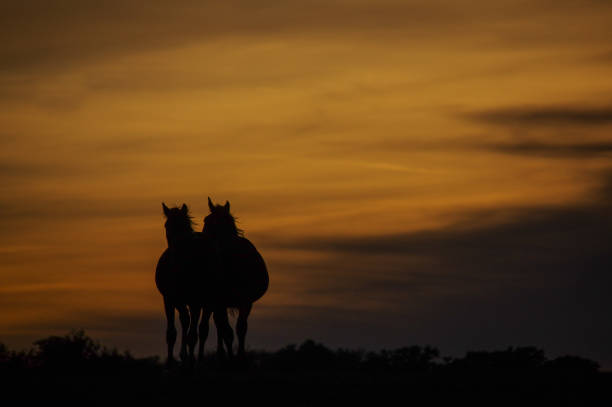 istock Rustic sunset scene with horses 1156955750