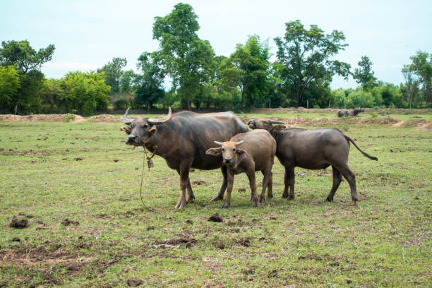 istock Thailand buffaloes in rice field 1156958104