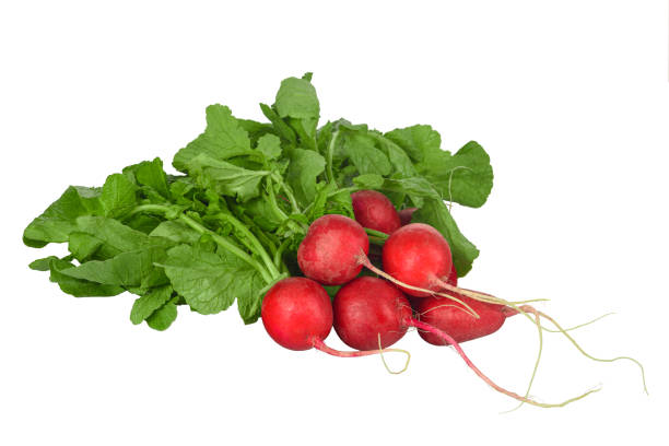 редис изолирован на белом фоне - radish bunch red vegetable стоковые фото и изображения