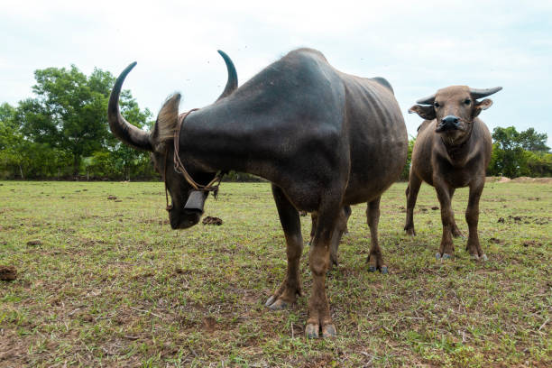 istock Thailand buffaloes in rice field 1156958660