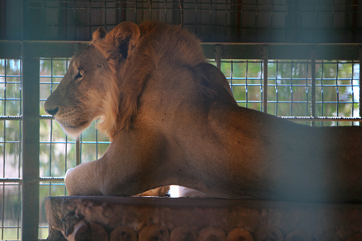 Male lion (Panthera leo) in a small cage in a dilapidated zoo of Khartoum, Sudan. Many zoos in Africa are in appalling conditions leading to animal cruelty. Khartoum is the capital and largest city of Sudan, located at the confluence of the White Nile, flowing north from Lake Victoria in Uganda, and the Blue Nile, flowing west from Ethiopia. Khartoum is composed of 3 cities: Khartoum proper, Khartoum North and Omdurman.