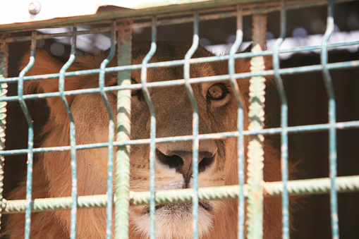 Male lion (Panthera leo) in a small cage in a dilapidated zoo of Khartoum, Sudan. Many zoos in Africa are in appalling conditions leading to animal cruelty. Khartoum is the capital and largest city of Sudan, located at the confluence of the White Nile, flowing north from Lake Victoria in Uganda, and the Blue Nile, flowing west from Ethiopia. Khartoum is composed of 3 cities: Khartoum proper, Khartoum North and Omdurman.