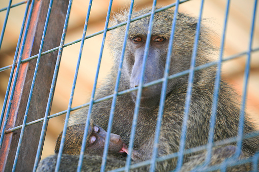 Olive baboon (Papio anubis) and its offspring in a small cage in a dilapidated zoo of Khartoum, Sudan. Many zoos in Africa are in appalling conditions leading to animal cruelty. Khartoum is the capital and largest city of Sudan, located at the confluence of the White Nile, flowing north from Lake Victoria in Uganda, and the Blue Nile, flowing west from Ethiopia. Khartoum is composed of 3 cities: Khartoum proper, Khartoum North and Omdurman.
