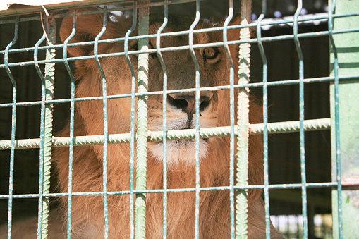 Male lion (Panthera leo) in a small cage in a dilapidated zoo of Khartoum, Sudan. Many zoos in Africa are in appalling conditions leading to animal cruelty. Khartoum is the capital and largest city of Sudan, located at the confluence of the White Nile, flowing north from Lake Victoria in Uganda, and the Blue Nile, flowing west from Ethiopia. Khartoum is composed of 3 cities: Khartoum proper, Khartoum North and Omdurman.