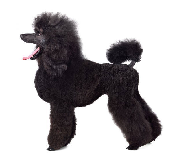 caniche noir standard - standard poodle photos et images de collection