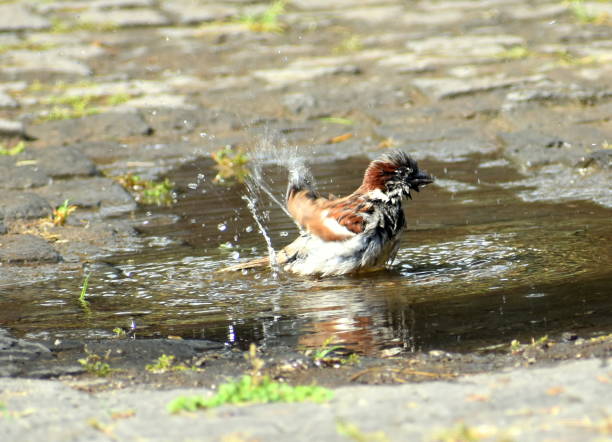 Small bird washing in a puddle