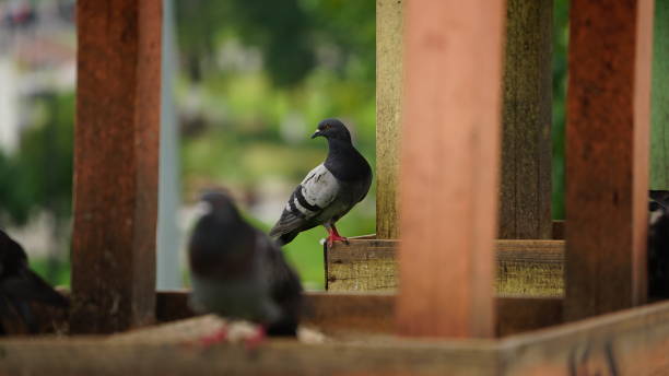 where Dovecot pigeon meat photos stock pictures, royalty-free photos & images