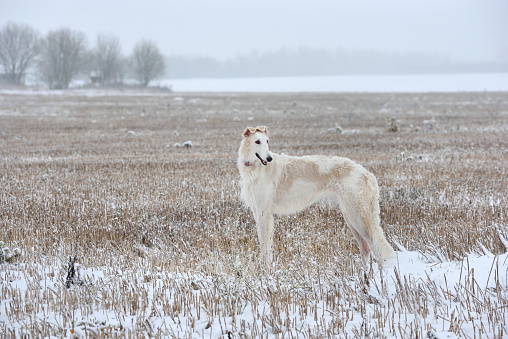 White russian wolfhound dog standing on a winter landscape