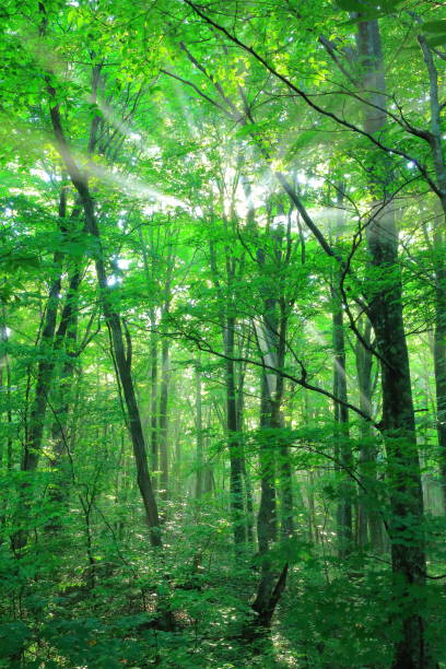 istock Hakkoda mountain in Aomori summer 1156960550