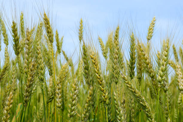 istock Ripening rye on the field 1156960988