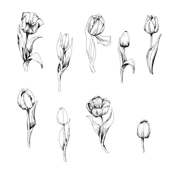 チューリップは、チューリップの枝の手描きのセットです。スケッチ。白い背景に隔離された9つの花。ヴィンテージベクトルイラスト。ベクトルグラフィックス - チューリップ点のイラスト素材／クリップアート素材／マンガ素材／アイコン素材