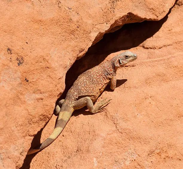 Chuckwalla lizard posing in it's natural habitat in the Valley of Fire in Nevada