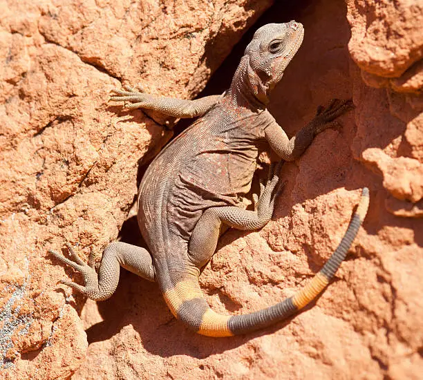 Posing western Chuckwalla lizard in Valley of Fire in Nevada on a hot spring day