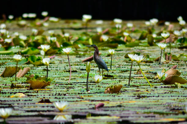 istock Among the flowers. 1156964534