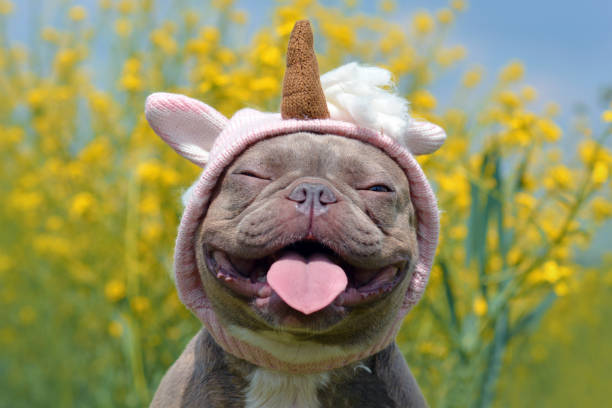 Happy French Bulldog Smiling Face T-Shirt Happy French Bulldog Smiling Face T-Shirt