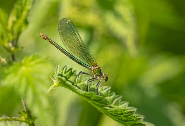 The Banded Demoiselle can be seen flitting around slow-moving rivers, ponds and lakes. Females are metallic green with pale greenish wings.
