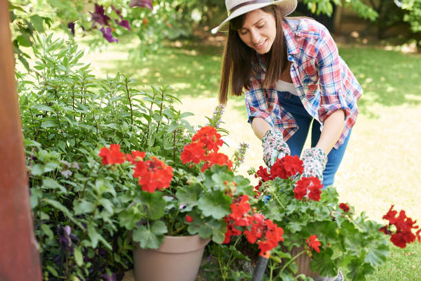 istock Woman pruning flowers in backyard. 1156965306
