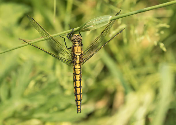 The Black-tailed Skimmer is a narrow-bodied dragonfly that can be seen flying low over the bare gravel and mud around flooded gravel pits and reservoirs.