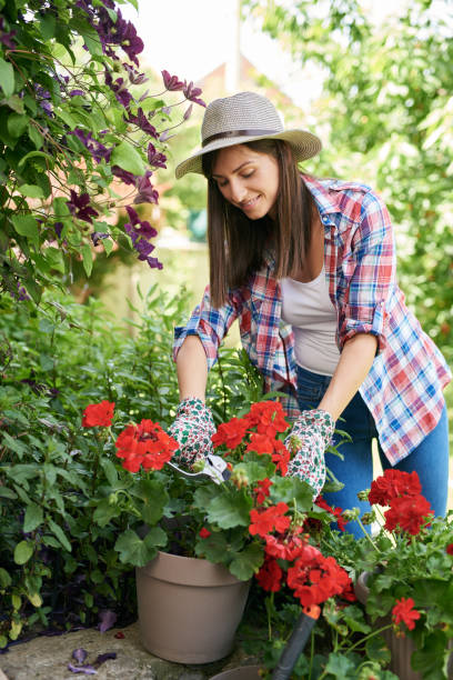 istock Woman pruning flowers in backyard. 1156967931
