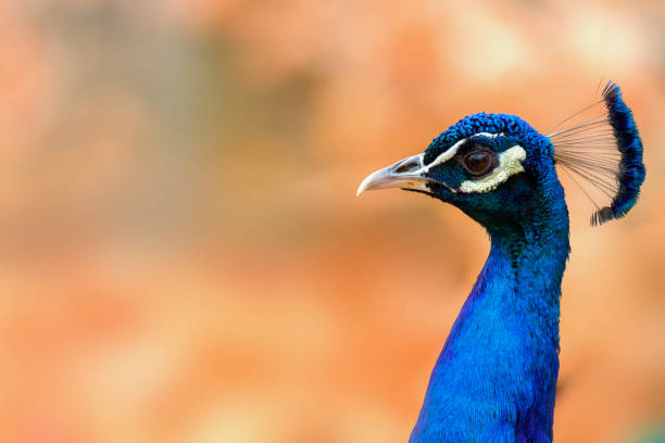 Close up view of a peacock bird