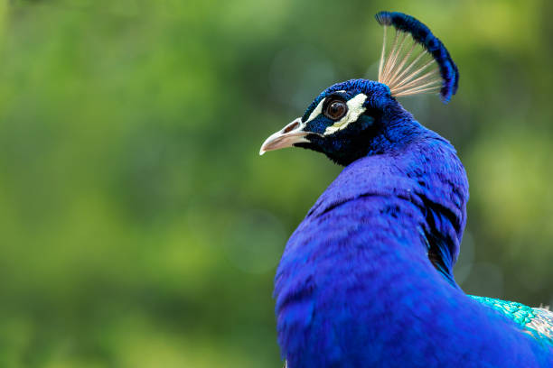istock Peacock head with blue neck in the wild nature 1156968059