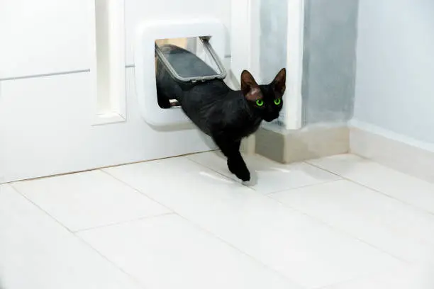 Photo of Sphynx cat passes through cat flap