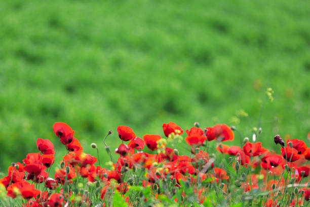 Flowering poppies on a summer meadow