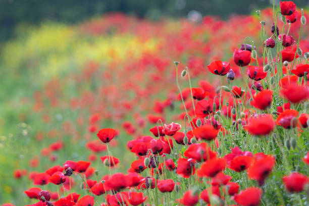 istock Flowering poppies on a summer meadow 1156968329