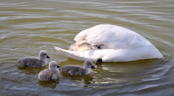 Four cygnet babies with mother.  One under wing. Three in water